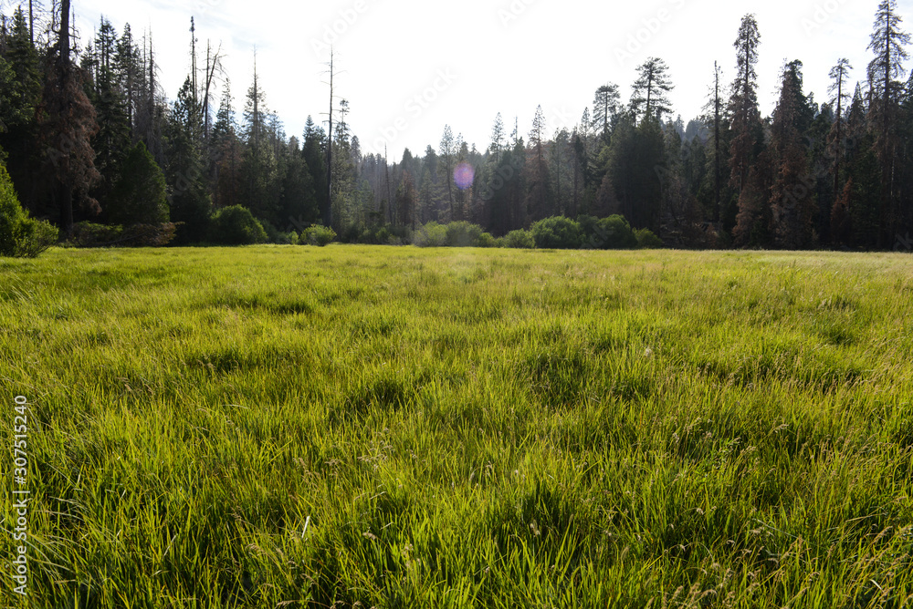 Green meadow and trees Green meadow and trees