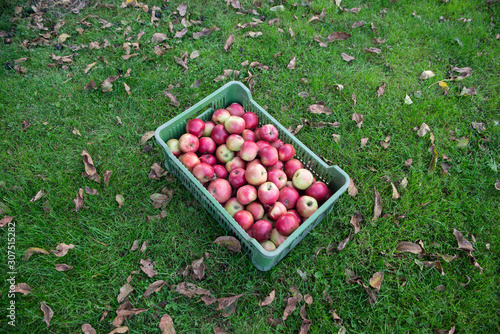 Fresh apples in basket