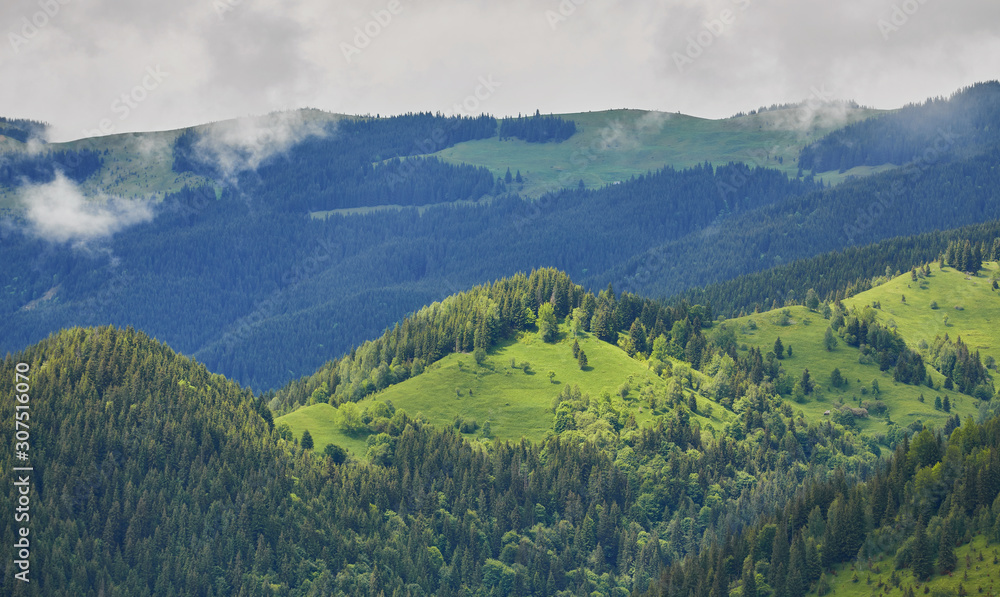 forested rolling hill on a cloudy day. lovely nature scenery of mountainous countryside. forested rolling hill on a cloudy day. lovely nature scenery of mountainous countryside.