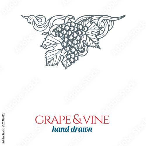 Grape and vine ornament.  Hand drawn grape bunch engraving style illustration. Bunch of grapes sketch drawing. Part of set.