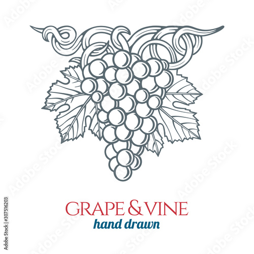 Grape and vine ornament.  Hand drawn grape bunch engraving style illustration. Bunch of grapes sketch drawing. Part of set.