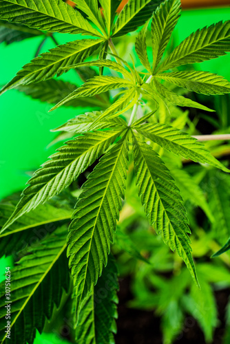 Cannabis plant in artifical light © pat