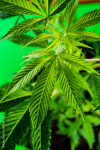 Cannabis plant in artifical light