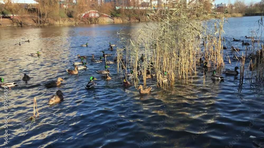 Many wild birds swim in the lake in the park in autumn Many wild birds swim in the lake in the park in autumn