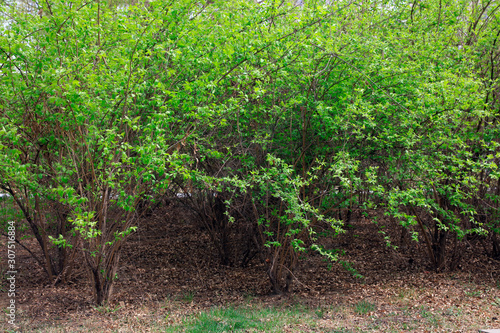 Green bushes in the park