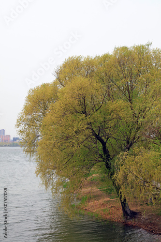 Willows by the river