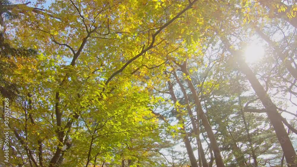 太陽の光が眩しい秋の森林 太陽の光が眩しい秋の森林