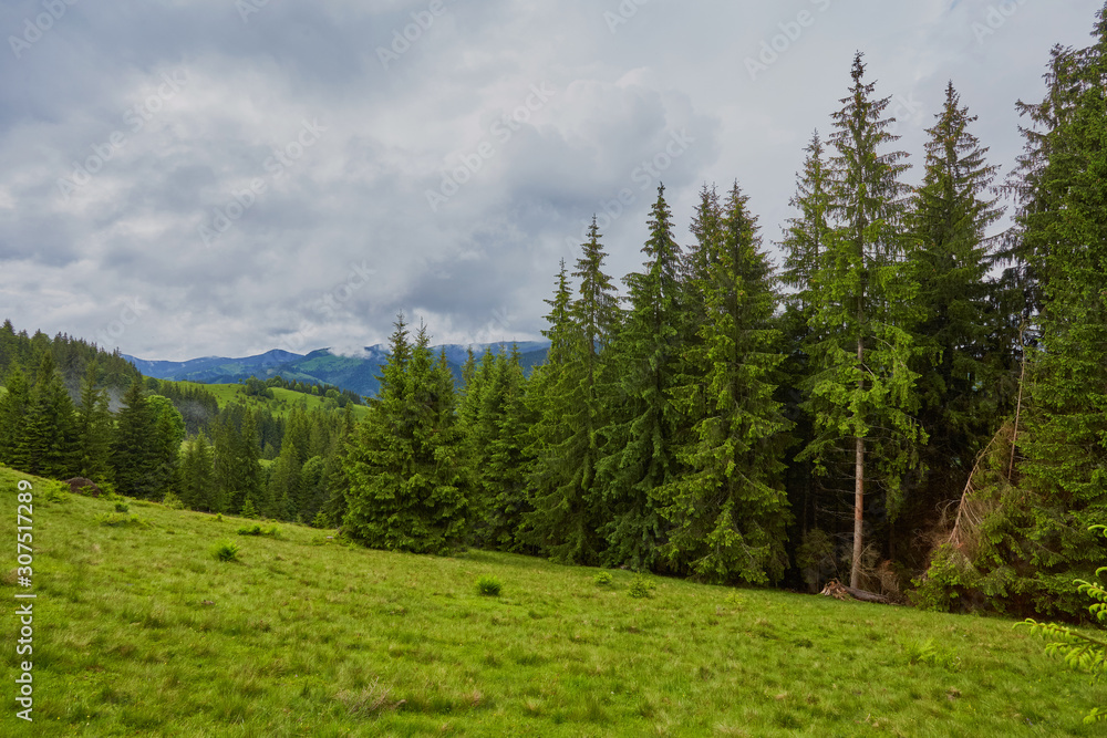 Fototapeta premium forested rolling hill on a cloudy day. lovely nature scenery of mountainous countryside.