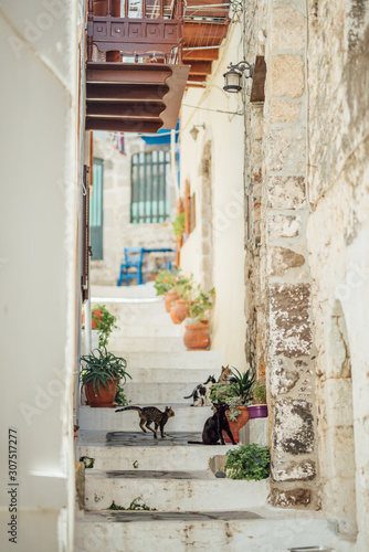 Lot of street greek cats walking on stairs at Nisyros island, Greece.