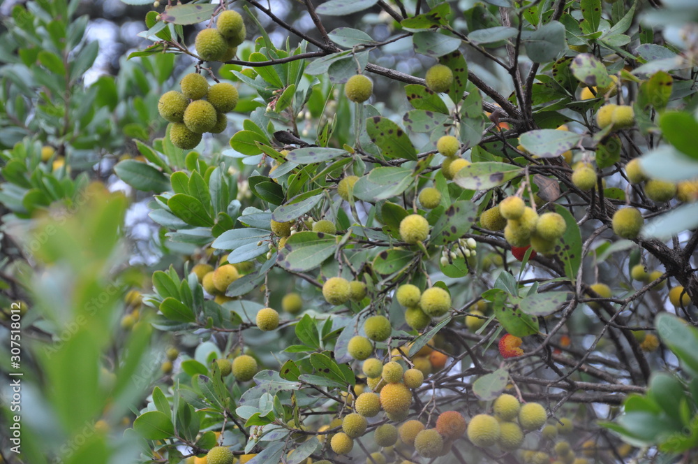 A strawberry tree arbutus unedo with unripe fruit A strawberry tree arbutus unedo with unripe fruit