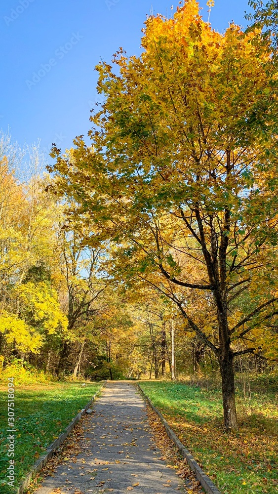 Autumn in the park, yellow trees, Truskavets, Ukraine