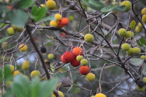 A strawberry tree arbutus unedo with green, yellow and red fruit