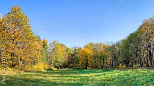 Autumn in the park  yellow trees  Truskavets  Ukraine