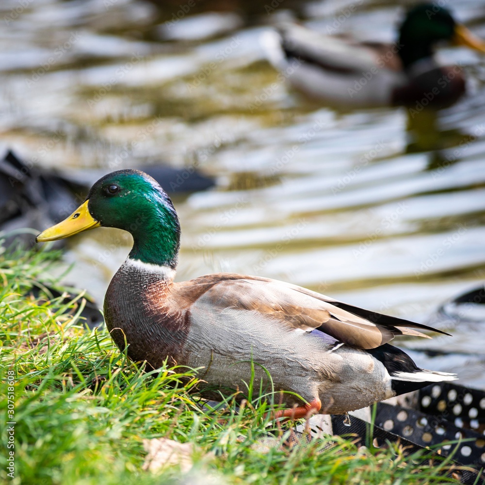 Obraz premium Ducks on the lake in park in Lviv, Ukraine