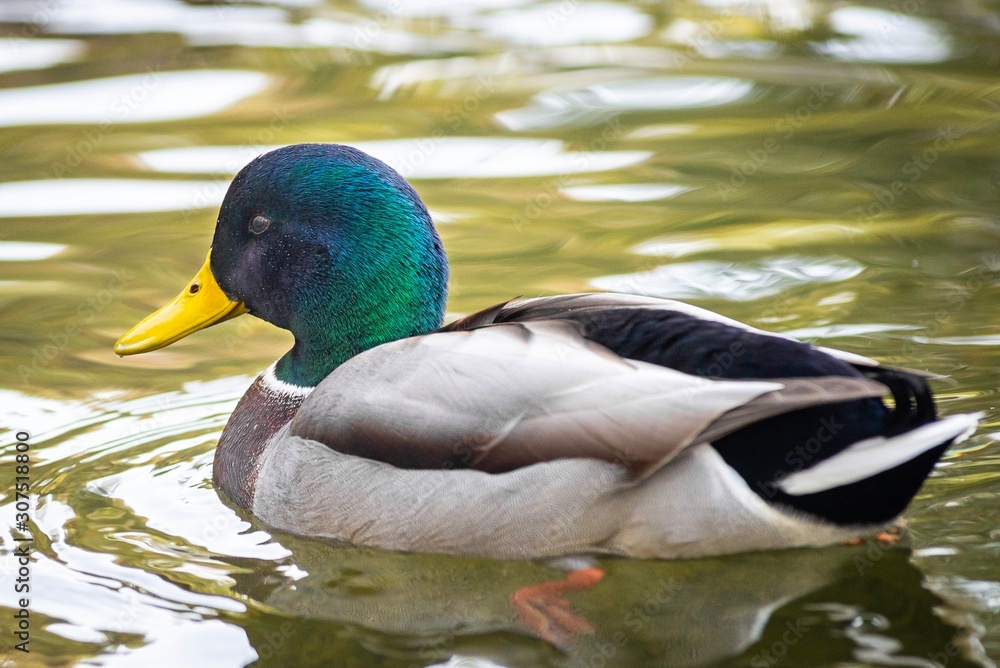 Fototapeta premium Ducks on the lake in park in Lviv, Ukraine