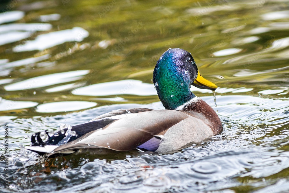 Obraz premium Ducks on the lake in park in Lviv, Ukraine