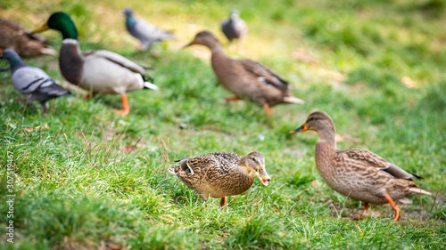Ducks near the lake in Lviv park, Ukraine.