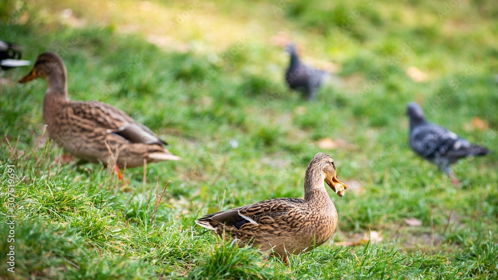 Ducks near the lake in Lviv park, Ukraine. Ducks near the lake in Lviv park, Ukraine.