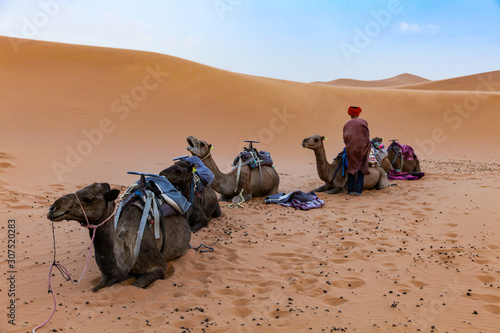 A young man prepares his camels for the trek ahead