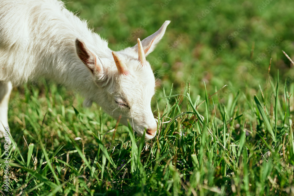 Obraz premium goat on green grass