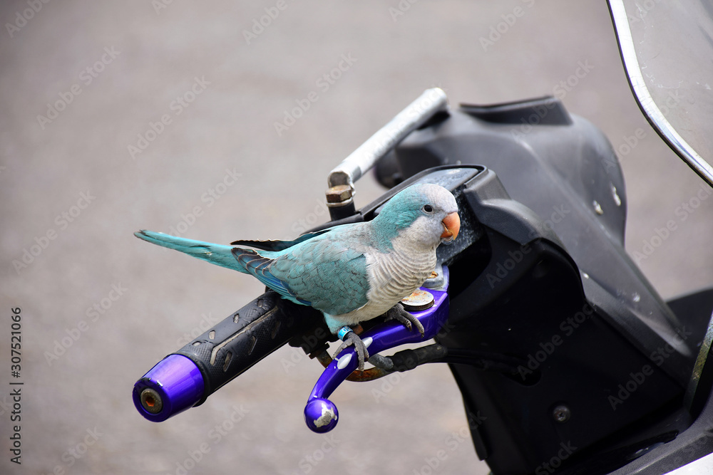 Naklejka premium Turquoise parrot sitting on a motorbike handle, Taipei, Taiwan