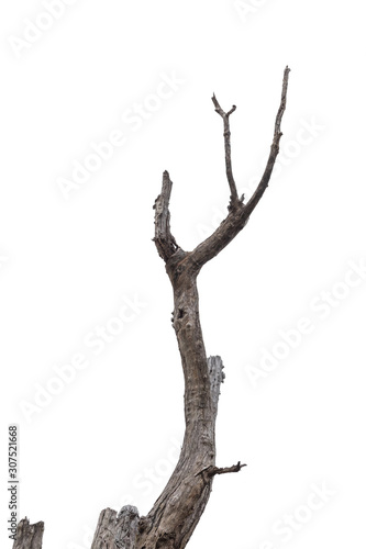 tree death or branch die on white background