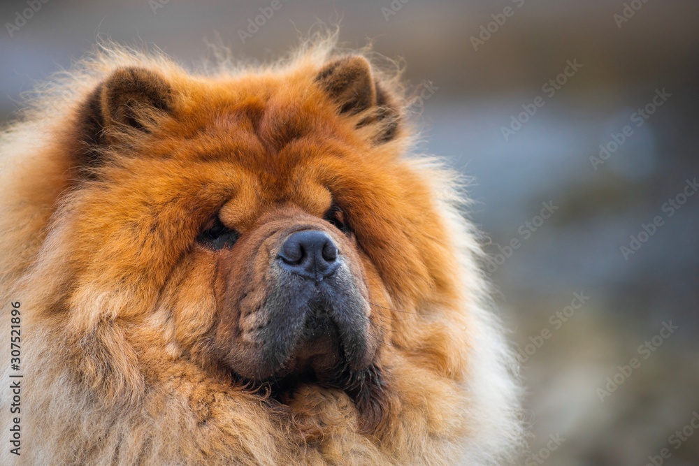 Chow chow dog breed from China. Portrat close up. Stock Photo