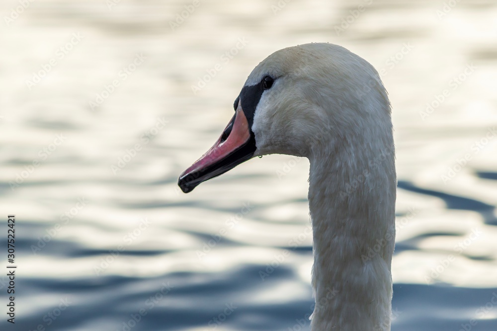 Swans on the lake in Truskavets, Ukraine. Swans on the lake in Truskavets, Ukraine.