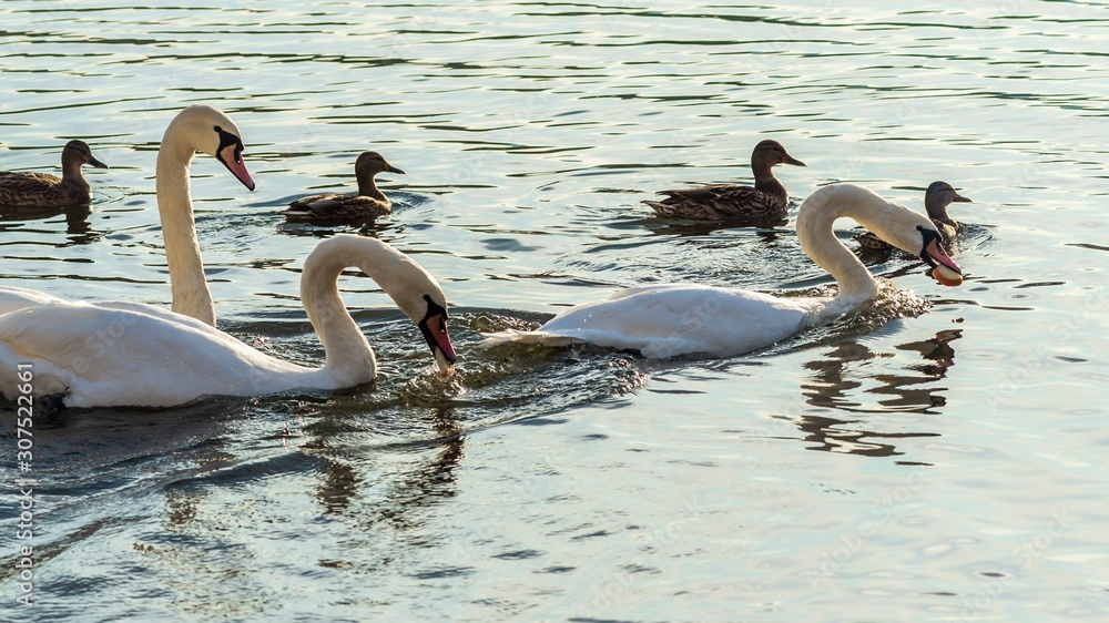 Swans on the lake in Truskavets, Ukraine.