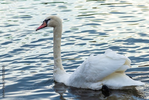 Swan on the lake in Truskavets  Ukraine. Close up