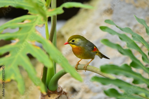 The outdoor fringillidae birds in the park © qiujusong