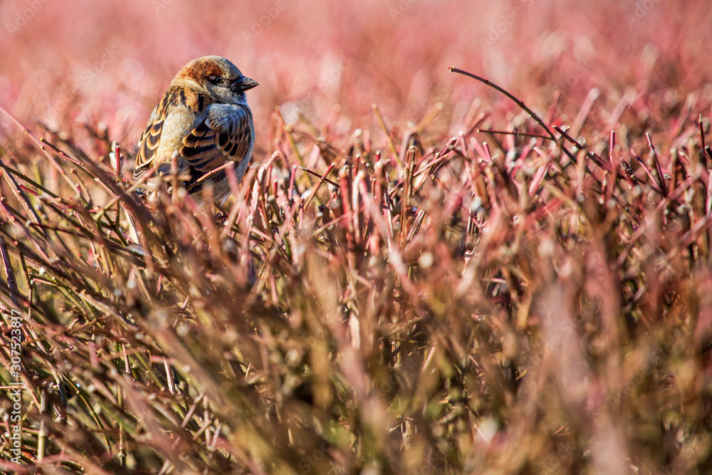Bird on bush Bird on bush