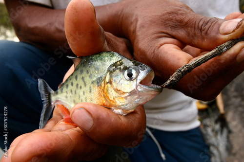 piranha