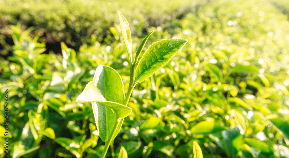 Green tea bud in the morning organic light tea plantations Green tea bud in the morning organic light tea plantations