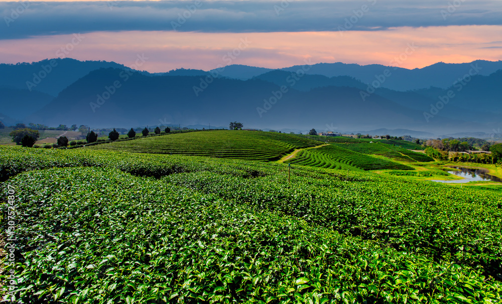 Beautiful landscape view of tea plantation in sun rise,Background image from a distance
