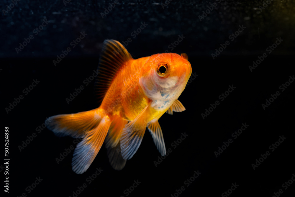 Gold fish or goldfish floating swimming underwater in fresh aquarium tank.