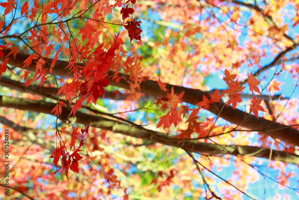 桃源郷のような色鮮やかなカラフルな秋を感じる美しい紅葉