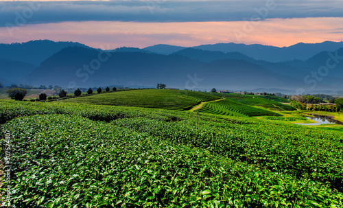 Beautiful landscape view of tea plantation in sun rise Background image from a distance