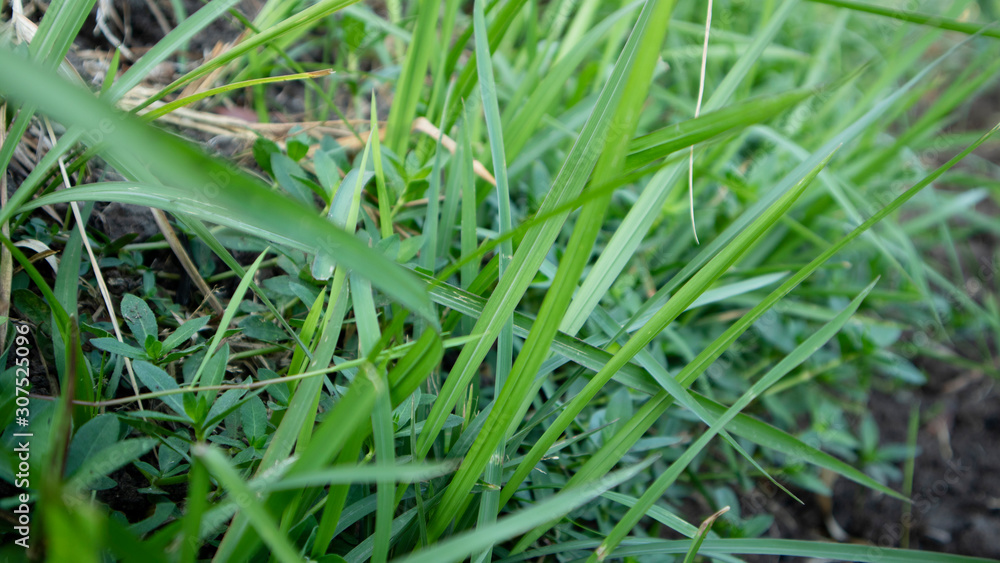 Reeds or called Imperata cylindrica in the dry season. Scenery in the morning with a quiet atmosphere in the countryside Reeds or called Imperata cylindrica in the dry season. Scenery in the morning with a quiet atmosphere in the countryside