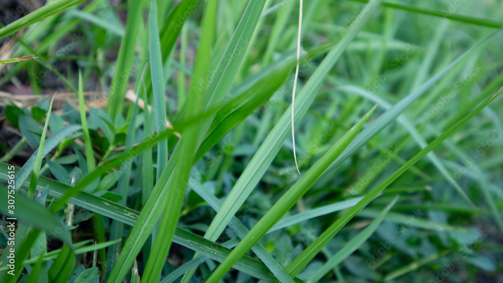 Reeds or called Imperata cylindrica in the dry season. Scenery in the morning with a quiet atmosphere in the countryside Reeds or called Imperata cylindrica in the dry season. Scenery in the morning with a quiet atmosphere in the countryside