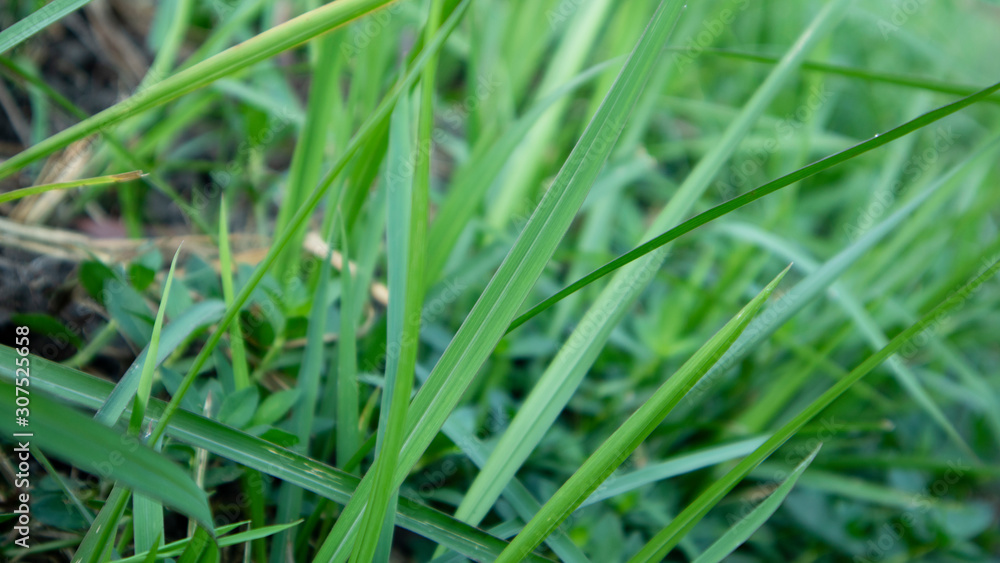 Reeds or called Imperata cylindrica in the dry season. Scenery in the morning with a quiet atmosphere in the countryside Reeds or called Imperata cylindrica in the dry season. Scenery in the morning with a quiet atmosphere in the countryside