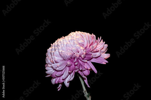Chrysanthemum grandiflorum Ramat. "Vienna white" isolated on black background