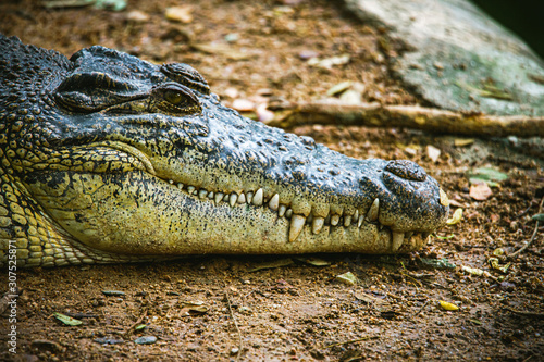 dangerous animals alligator head and teeth focus