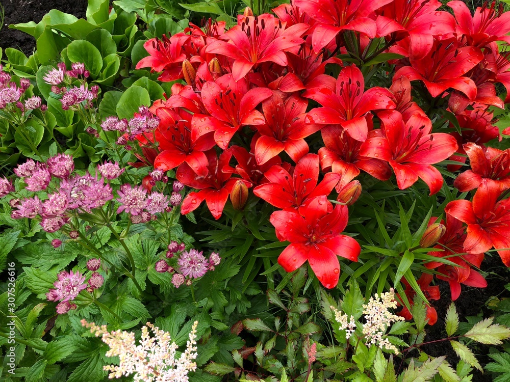 red flowers in the garden red flowers in the garden