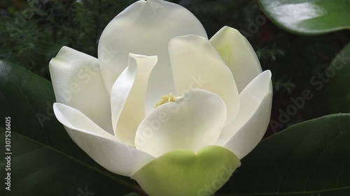 A large, creamy white southern magnolia Magnolia Grandiflora flower blossom close up on the tree