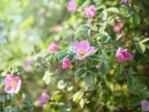 Foto Dog rose, Rosa canina, climbing wild rose blooming in a park, close up with sele