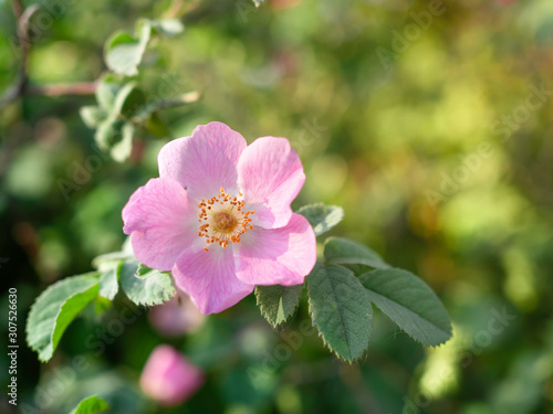 Dog rose, Rosa canina, climbing wild rose blooming in a park, close up with selective focus