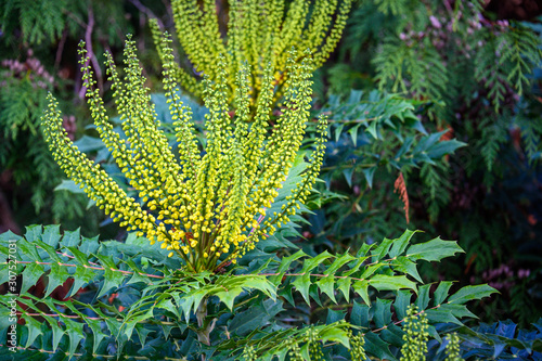 Bright yellow mahonia blooms, a happy splash of fall color, nature background