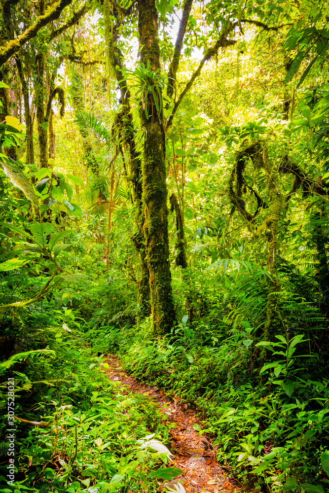 Footpath through thick, green jungle