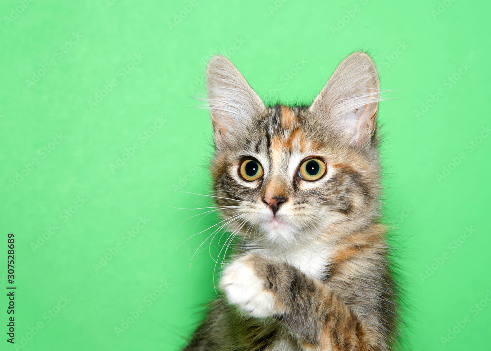 Portrait of an adorable calico kitten looking slightly to viewers left, one paw elevated as if reaching or waving to viewer. Green background with copy space.